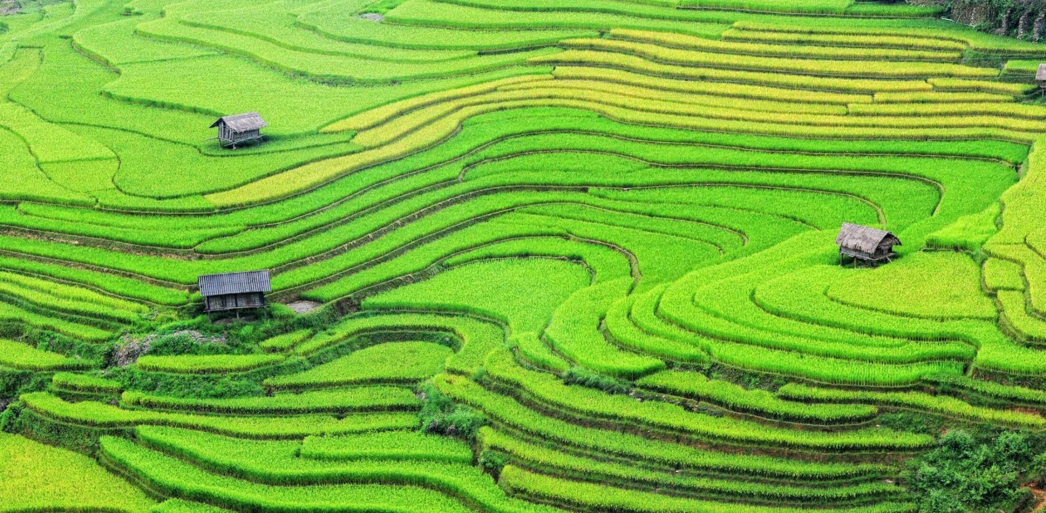 Sa Pa rice terrace photo
